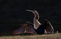 Anhinga drying its wings