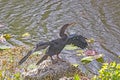 Anhinga Drying Its Wings Along a Wetland Pond