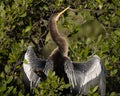 An anhinga drying its wings