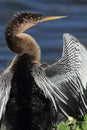 Anhinga drying its wings in the Everglades.