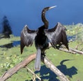 Anhinga Drying Its Wings