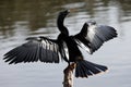 An anhinga drying it's wings.