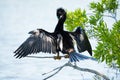 Anhinga drying it`s wings Royalty Free Stock Photo
