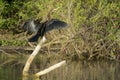 Anhinga drying wings