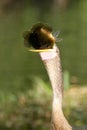 Anhinga eating fish Royalty Free Stock Photo