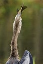 Anhinga eating fish Royalty Free Stock Photo