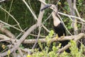 Anhinga eating a fish in Everglades National Park Royalty Free Stock Photo