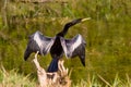 Anhinga in Everglades, Florida