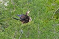 The anhinga is faithful to its partner forming a pairbond that may last several years.