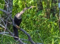 Anhinga, Florida Bird Photography, Everglades National Park, Southwest Florida, Cypress Swamp Wildlife, Snake Bird, Bird Watching, Royalty Free Stock Photo