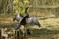 Anhinga in a florida swamp