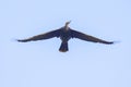 Anhinga Flying High Above Royalty Free Stock Photo