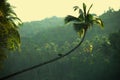 Anhinga in a jungle