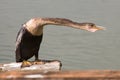 Anhinga Royalty Free Stock Photo