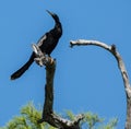 Anhinga Looking Back Royalty Free Stock Photo