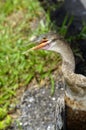 Anhinga looking for prey