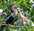 Anhinga bird with her babies