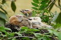 Anhinga Nest with chicks