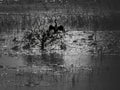 Anhinga at Nightfall in Black and White