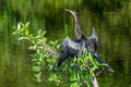 Anhinga - Anhinga anhinga - perched above wetlands of Green Cay Nature Center. Royalty Free Stock Photo