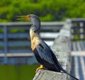 Anhinga Perched on Railing