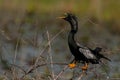 A Vocal Anhinga with Something to Say