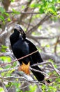 Anhinga perched on tree branch preening feathers