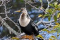 An Anhinga perched on a tree limb.