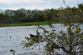 anhinga perched in tree Royalty Free Stock Photo
