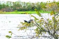 anhinga perched in tree Royalty Free Stock Photo