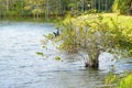 anhinga perched in tree Royalty Free Stock Photo