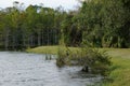 anhinga perched in tree Royalty Free Stock Photo