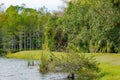 anhinga perched in tree Royalty Free Stock Photo