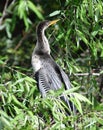 Anhinga Perched on a Tree Royalty Free Stock Photo