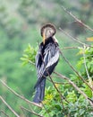 Anhinga with Plumage Displayed Pose