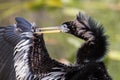 Anhinga cleaning its wing, Everglades National Park