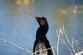 Anhinga portrait.