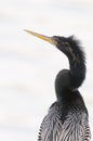 Anhinga portrait with white background and