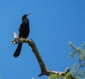 Anhinga Posing Atop a Tree Royalty Free Stock Photo