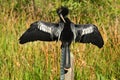 Anhinga Preening its Feathers