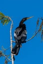 Anhinga rests on the top branch of a tree Royalty Free Stock Photo