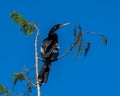 Anhinga rests on the top branch of a tree Royalty Free Stock Photo