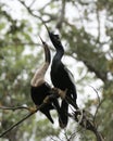 Anhinga Bird Photo.  Anhinga Bird close-up profile view with bokeh background Royalty Free Stock Photo