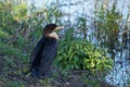 Double-crested cormorant sitting on the bank of the river. Royalty Free Stock Photo