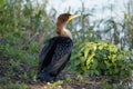 Double-crested cormorant sitting on the bank of the river. Royalty Free Stock Photo
