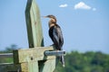 Anhinga Sitting on a Pole