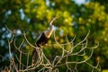 Anhinga sitting on the tree on the banch of lake in Oaxaca state of Mexico