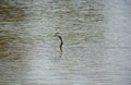 Anhinga (snake bird, water turkey, darter) downing a fish in Florida wetlands