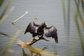 Anhinga (snake bird, water turkey, darter) drying its wings