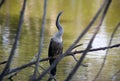 Anhinga (snake bird, water turkey, darter) sunning to dry off after diving into the water